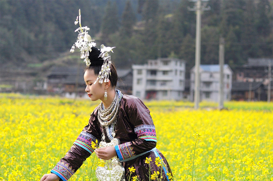 寨子里迷人的油菜花