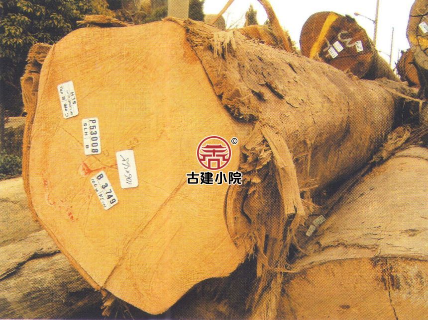 平舆苹婆